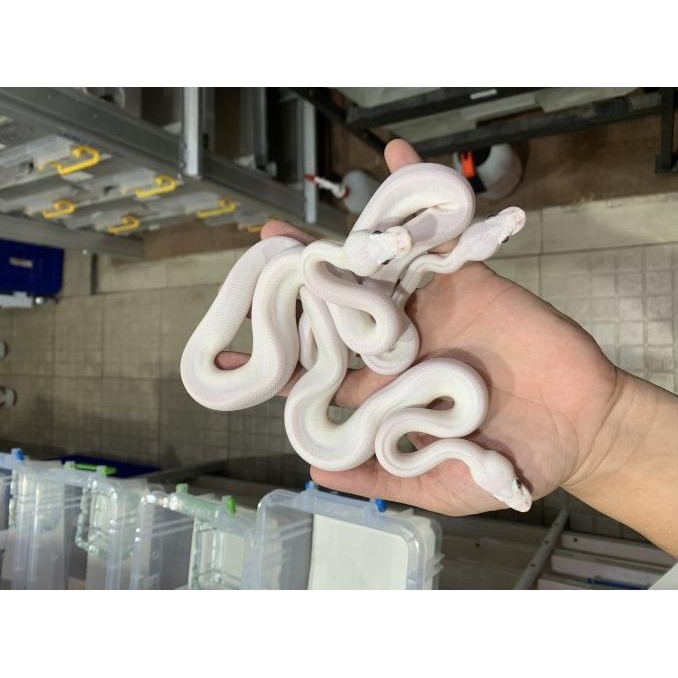 ball python putih/ ball phyton lucy / ball python lucy