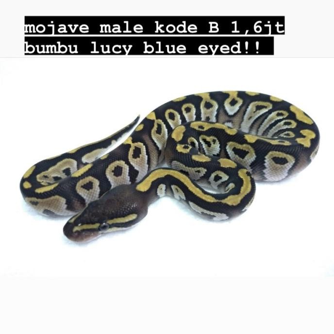 ball python mojave/ ballpython mojave bumbu lucy (blue eyed leucistic)