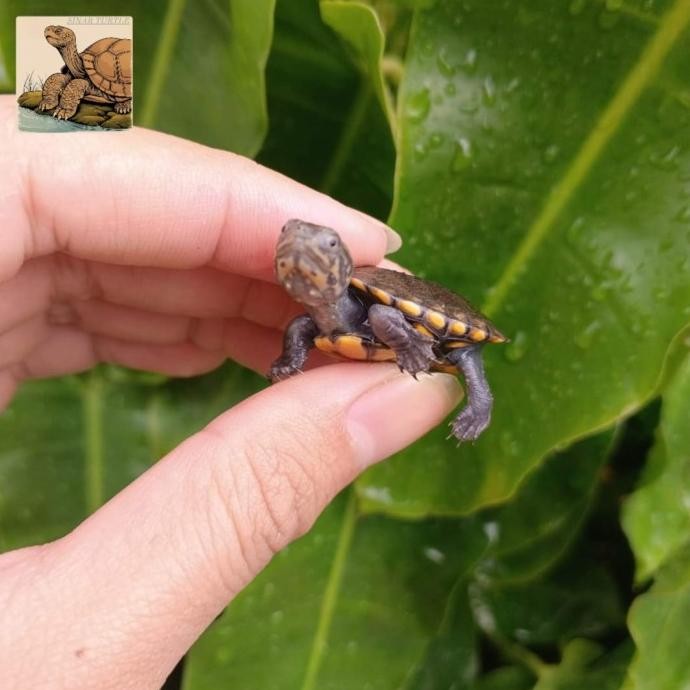 Hiasan Akuarium Baby Kura Kura Red Cheeck Mud Turtle