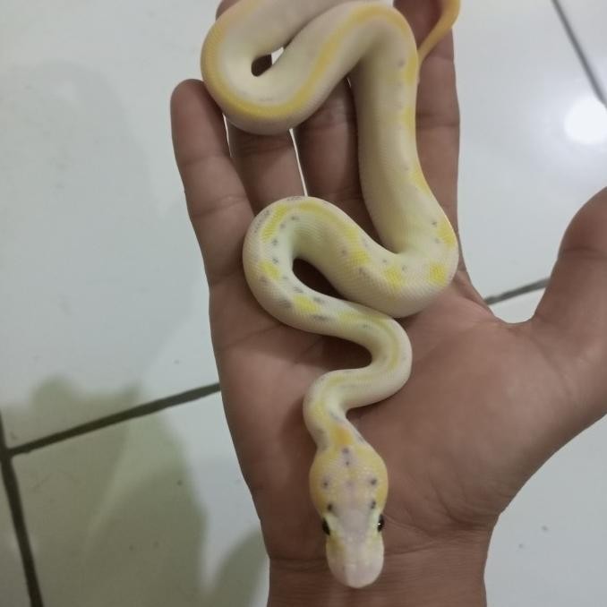 ball python silky way pastel jantan
