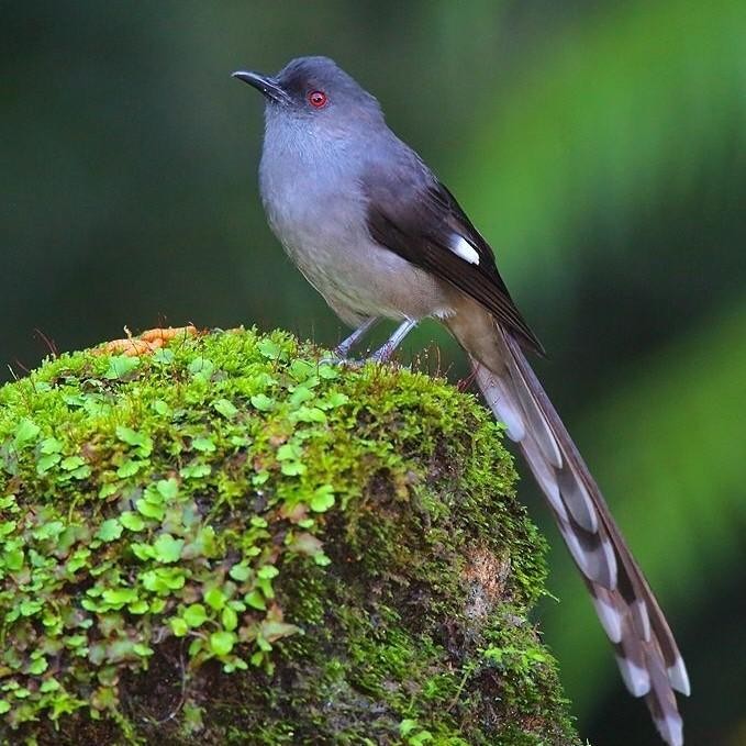 Burung Murai Air Mancur Pilihan Original Dan Terpercaya