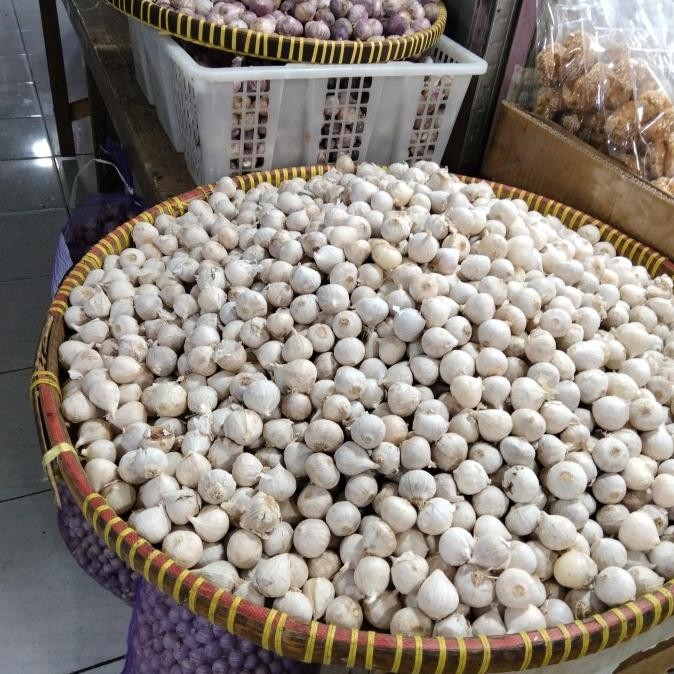 Bawang Putih Tunggal/Bawang Lanang Ukuran Rata Kecil Fresh 250 gr [terbaik]