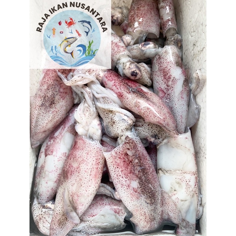 

CUMI SERO SEDANG 500GR DAN 1KG SEGAR FROZEN TERMURAH PREMIUM