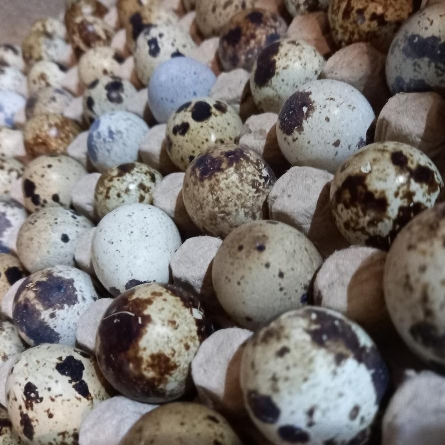

Ss-64 Telur Puyuh Segar /45 Butir