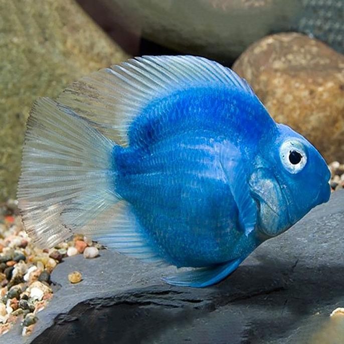 Murah Blue Parrot Fish / Parrot Biru / Ikan Hias Parrot Non COD