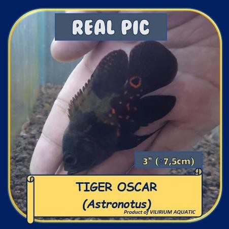Murah IKAN HIAS AIR TAWAR - OSCAR TIGER Non COD