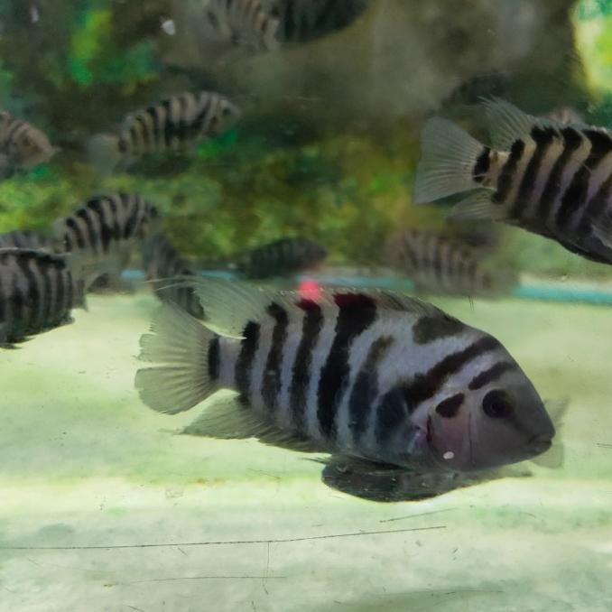 Murah IKAN HIAS BLACK CONVICT CICHLID ZEBRA TANKMATE AQUASCAPE Non COD