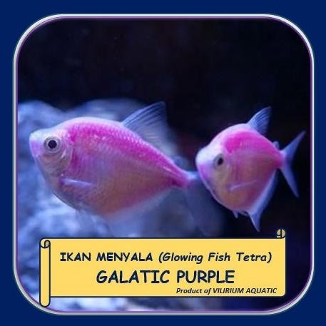 Murah IKAN HIAS AIR TAWAR - GLOWING FISH TETRA GALATIC PURPLE (UNGU) JUMBO Non COD