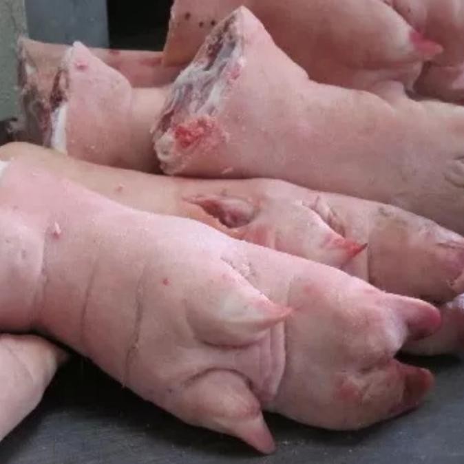 

Murah Kaki Kecil Babi