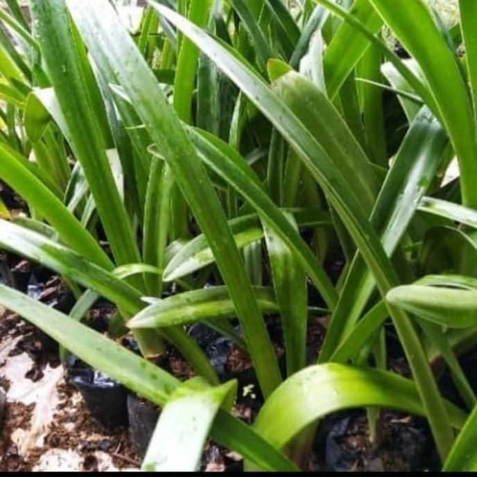 [Good] tanaman hias bakung bunga putih / bakung amarilis putih