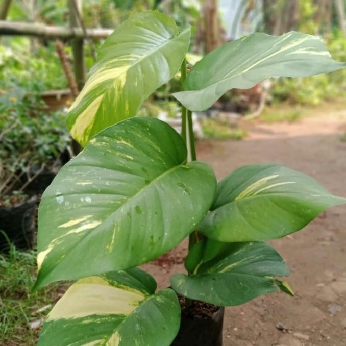[Good] tanaman sirih gading giant/sirih gading daun besar/sirih gading jumbo