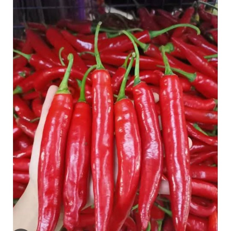 

cabe merah tw