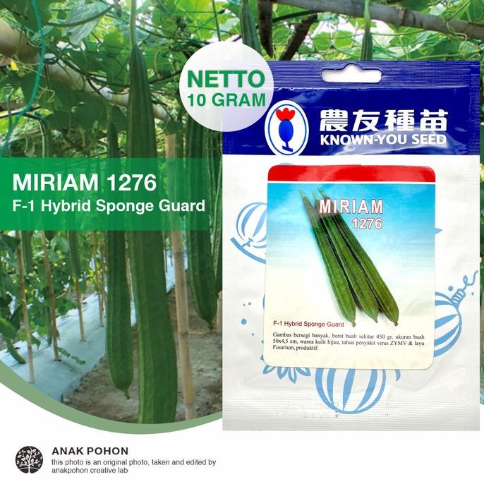 fresh  (1 PACK) Benih Gambas MIRIAM 1276 Oyong Hibrida F1 Seeds - KYS - 10 GR murah