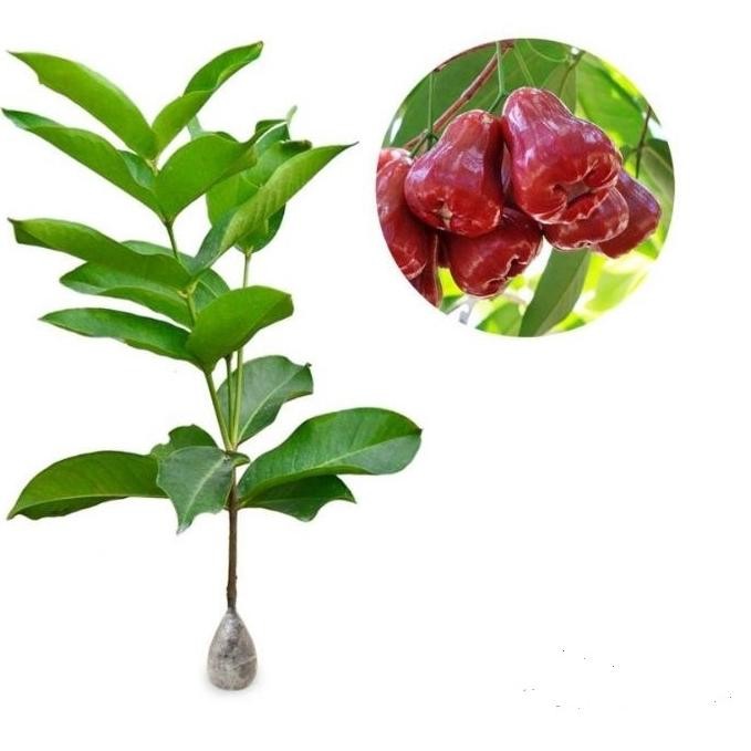 

fx-45 Paket 4 Jenis Jambu ( Madu Deli , Kristal , Citra , Jamaika ) Original