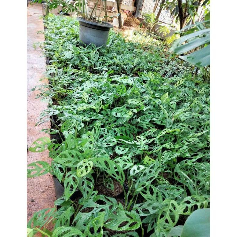 Special Sale dg-4 Promo/tanaman hias monstera obliqua/janda bolong/janda bolong murah Berkualitas He