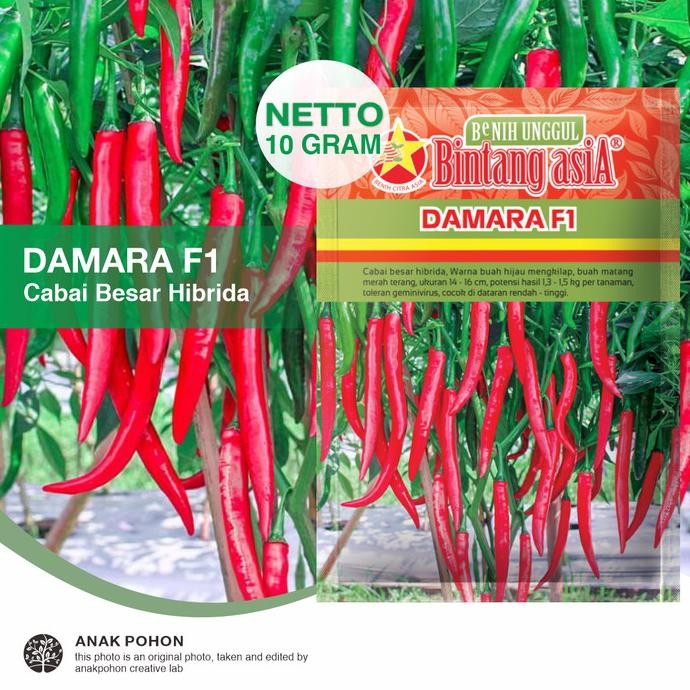 fresh  (1 PACK) Benih Cabai Besar DAMARA F1 Cabe Teropong Pedas Merah Terang Seeds - Bintang Asia - 
