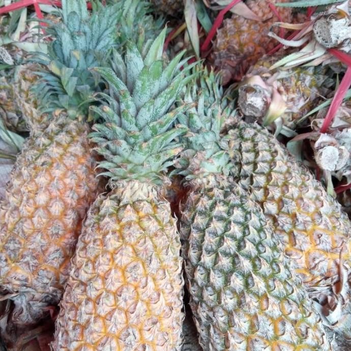 

nanas palembang besar nUg