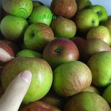 

Apel Malang Buah Segar Bandung nUg