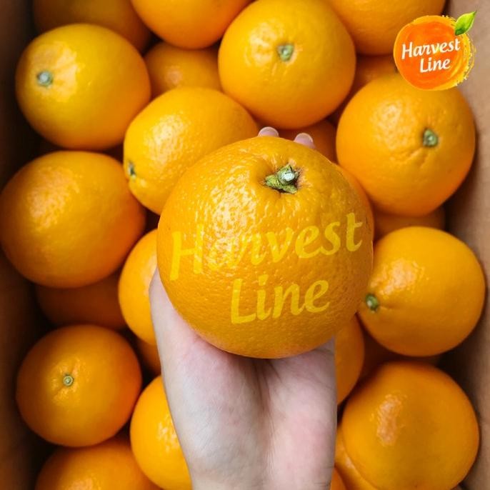 

BUAH JERUK ORANGE VALENCIA 1KG [HARVEST LINE] nUg