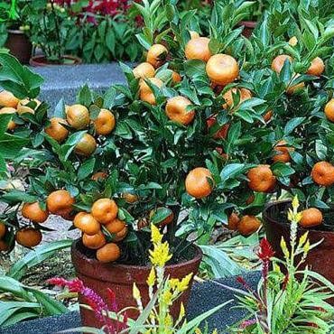

[[ RASTASTR / JUAL BIBIT JERUK SANTANG MADU SUPER UNGGUL OKULASI BEST SELLER