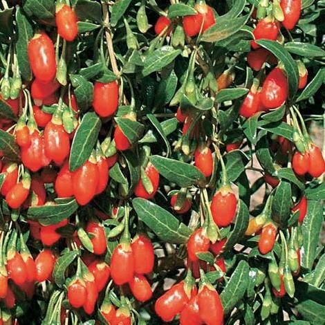 Bibit Tanaman Goji Berry