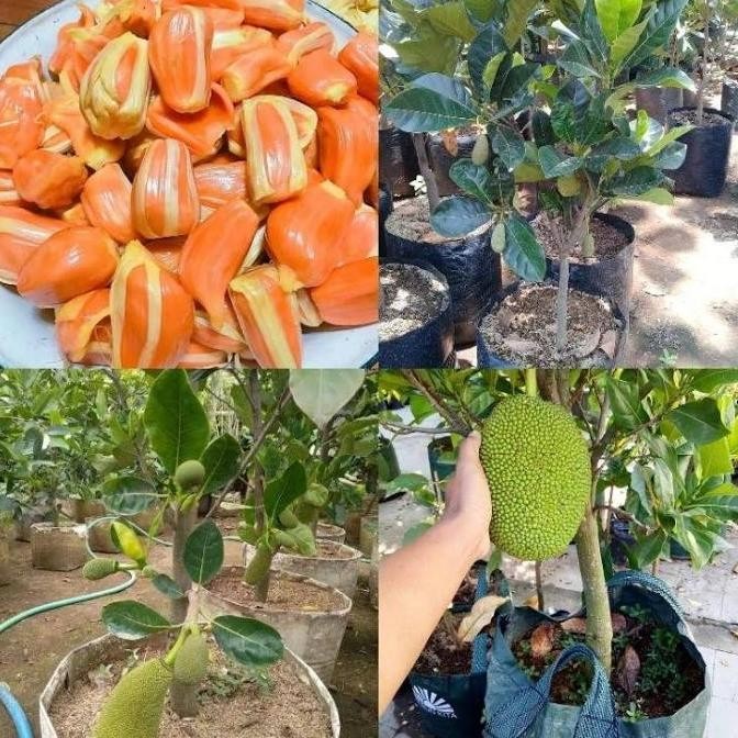 BIBIT TANAMAN BUAH NANGKA MERAH SUDAH BERBUAH