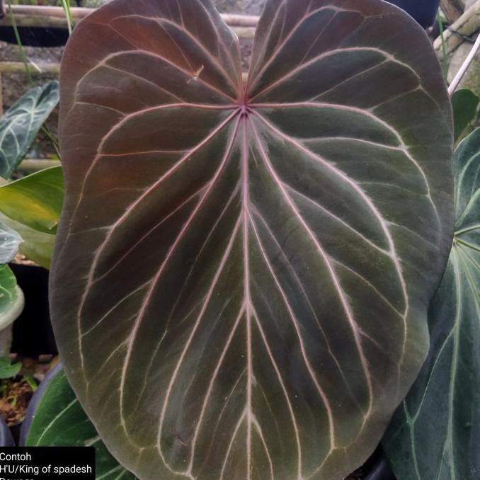Bibit Tanaman Kuping Gajah Anthurium King Of spadesh/H'U / Daun Tebal