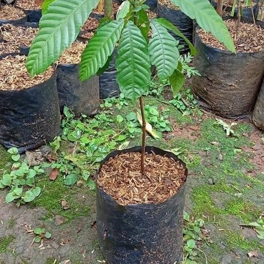 Bibit Matoa Papua Cangkok | Tanaman Buah Pohon Matoa Papua