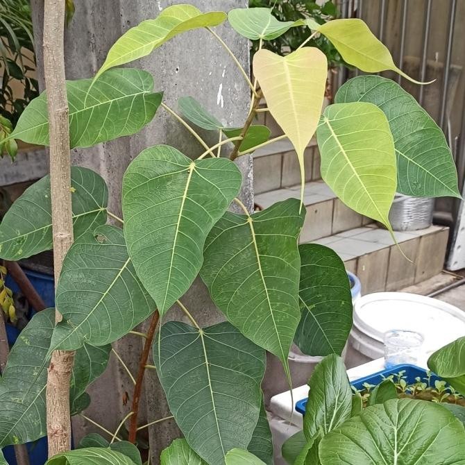 Pohon Bodhi Dewasa Tanaman bibit Bodi ficus religiosa Buddha bonsai