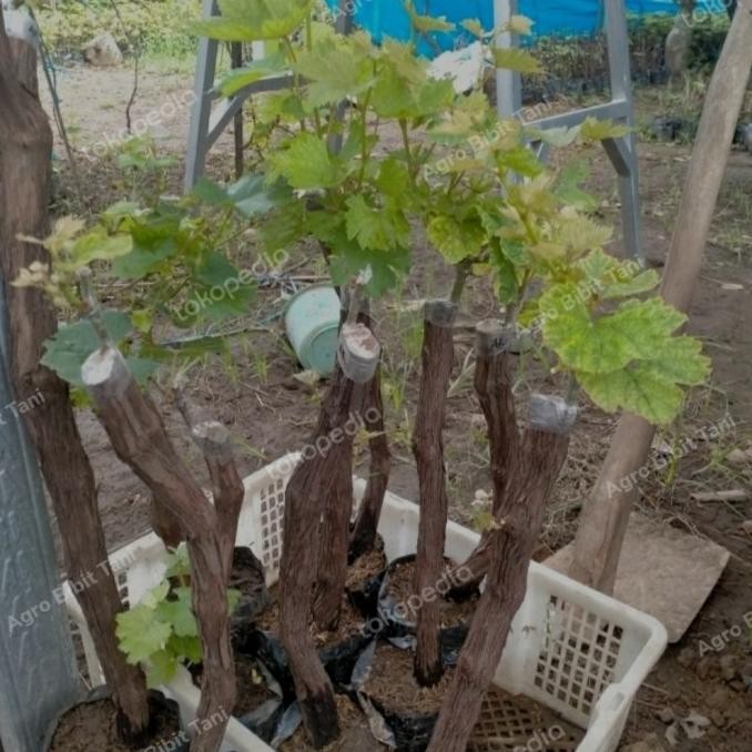 Bibit Tanaman Anggur Import Batang Besar-Pohon Anggur Impor Valid Asli
