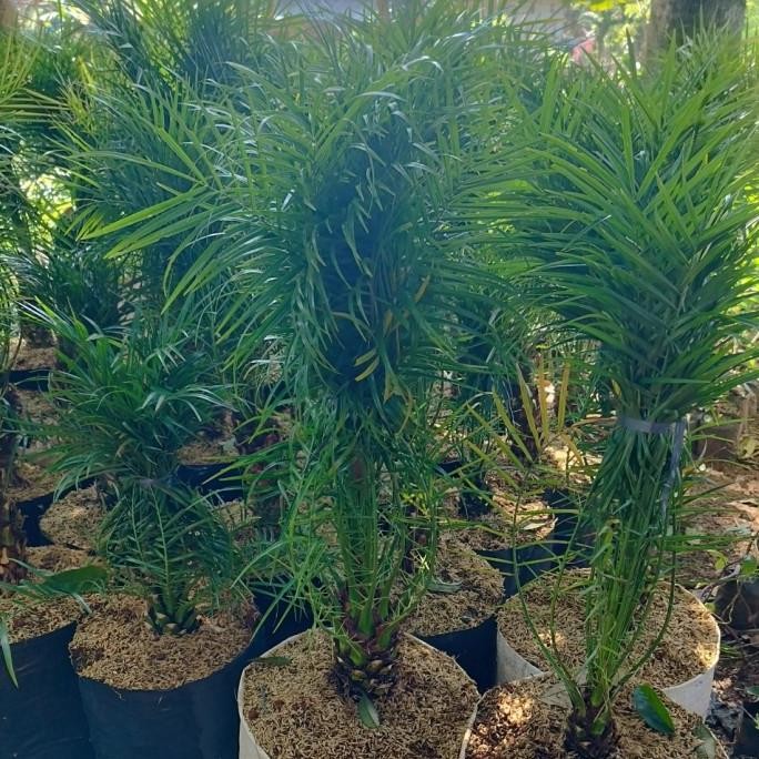 bibit tanaman palem phoenix | pohon palem phoenix