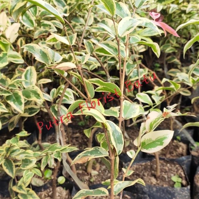 Bibit Tanaman Anggur Jaboticaba Preco Variegata