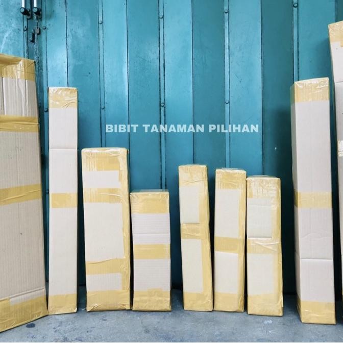 BIBIT FLAME OF IRIAN MERAH API ORANGE TANAMAN BUNGA RAMBAT KUAT PANAS