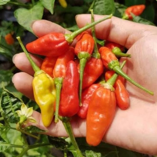 bibit cabe rawit unggulan tanaman benih cabe rawit