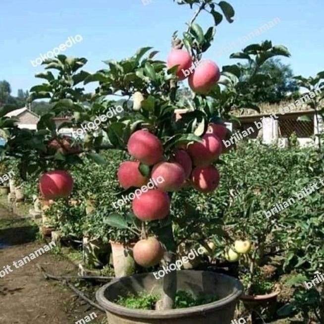 bibit tanaman apel merah cangkok batang besar cepat berbuah