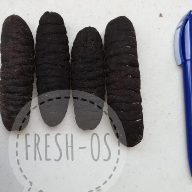

Murah Hai Som Haisom Hoisem Teripang Tripang Gosok Belitung 1Kg Isi 40-42