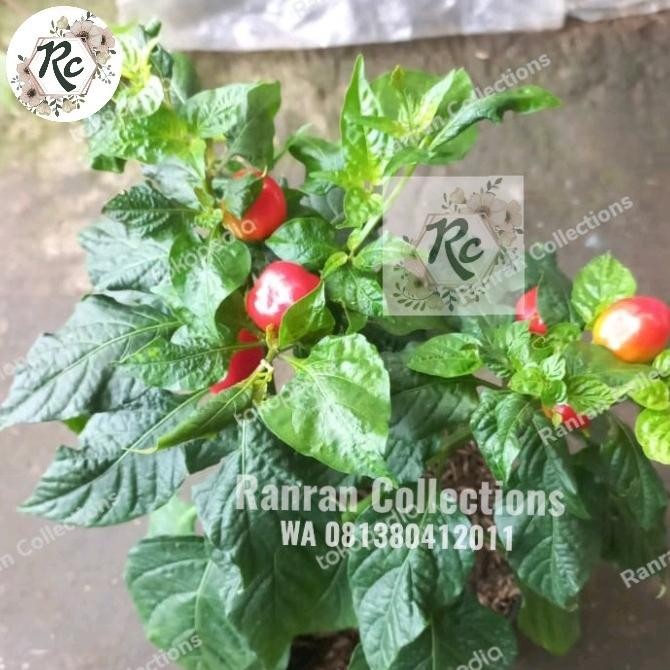 Bibit Tanaman Hias Cabai Cabe Bulat Cherry Pepper Real Plant