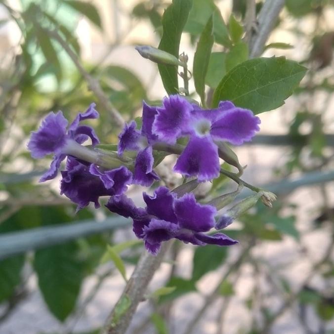 Bibit Tanaman Duranta Erecta Wangi