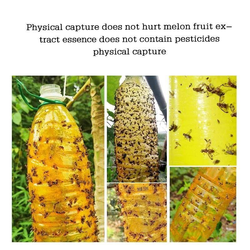 Jebakan Lalat Buah Lem Perekat Lalat Lem Lalat Lem Untuk Lalat Buah