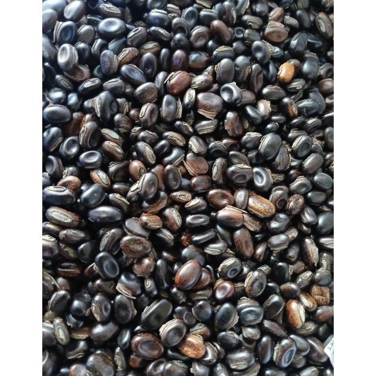 100 GRAM BIBIT KACANGAN MB INDIA (MUCUNA BRACTEATA INDIA )IMPORT. Pengiriman dari Medan. Sebagai LCC