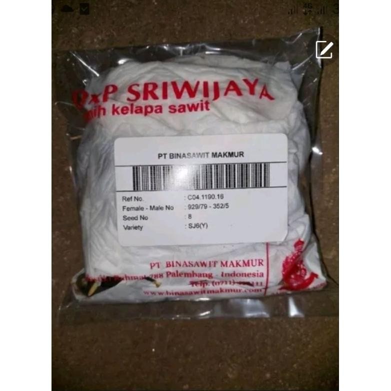 Bibit unggul kecambah sawit DXP SRIWIJAYA 6 (SEMIKLON) pelepah pendek