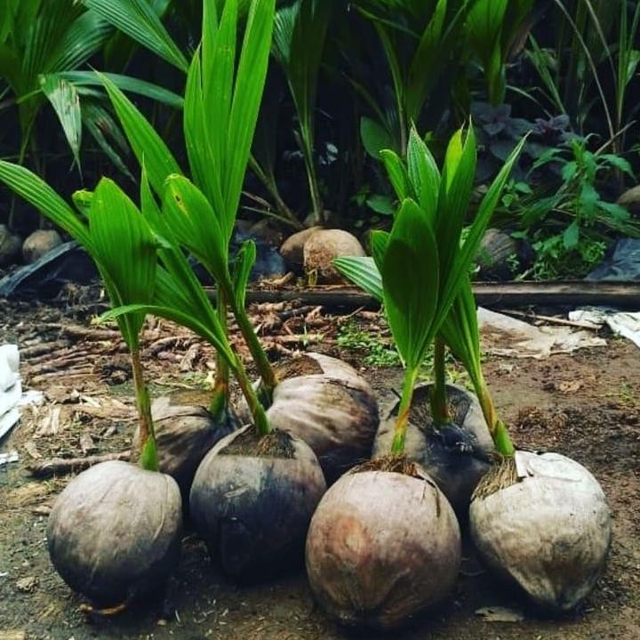 Bibit kelapa wulung genjah