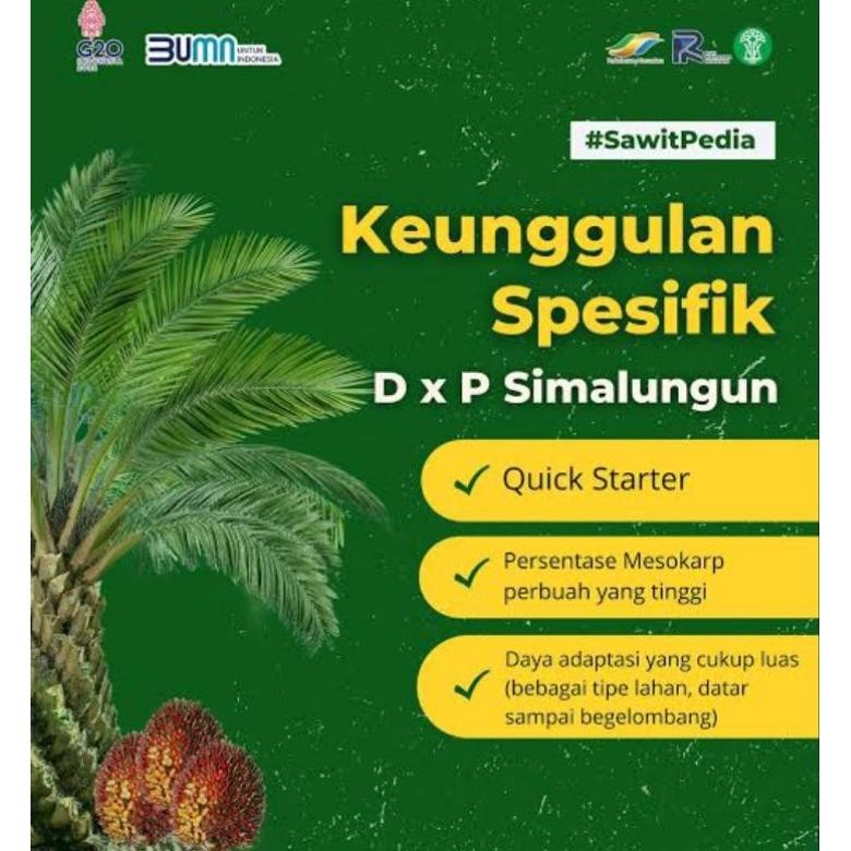 BIBIT KECAMBAH SAWIT SIMALUNGUN MEDAN