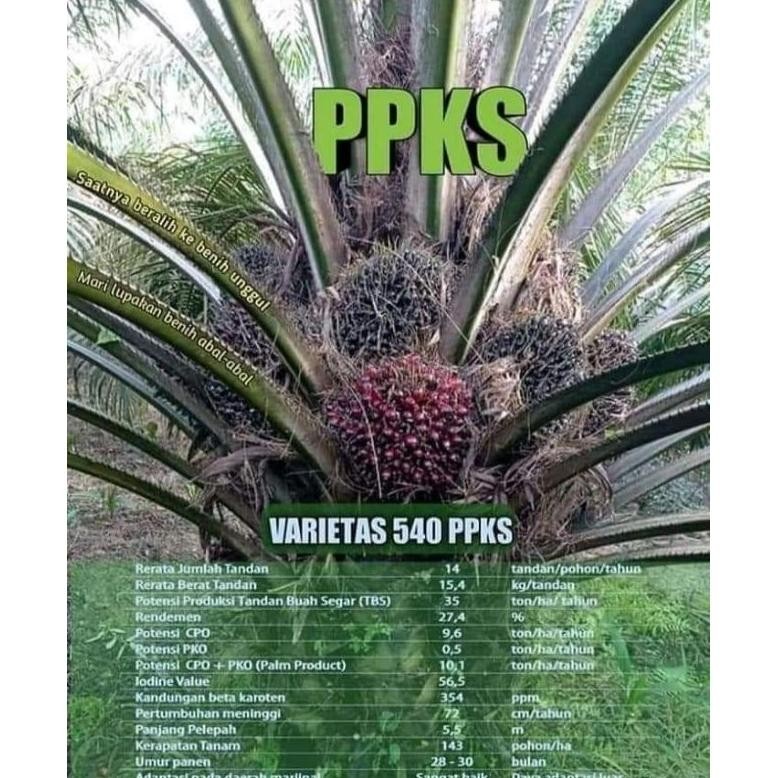 Bibit Benih Kecambah Sawit DXP PPKS 540 (250 butir)