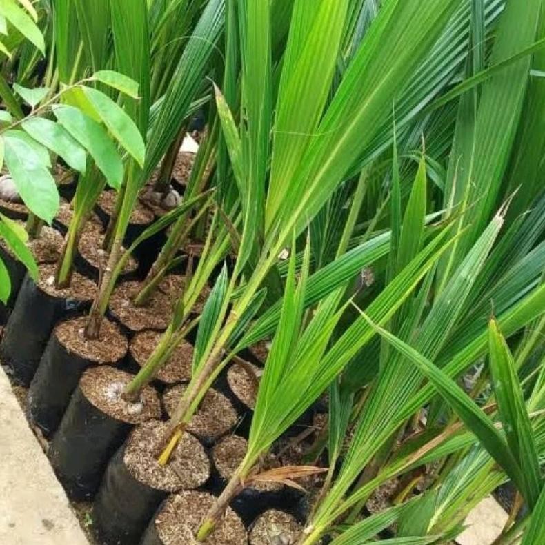 BIBIT KELAPA NIAS SUPER/GENJAH