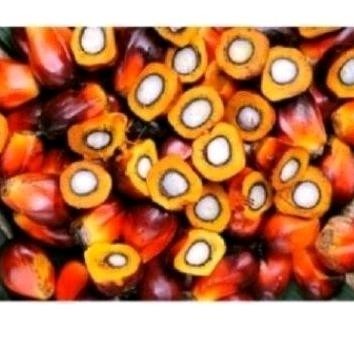 

buah sawit sgar 1 kg upan pancing