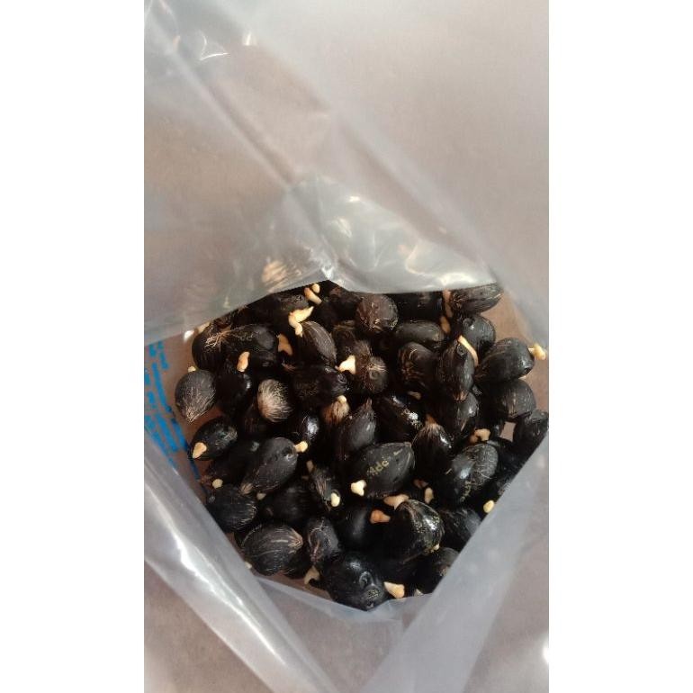 kecambah sawit tenera unggul polosan isi 250 biji perbungkus