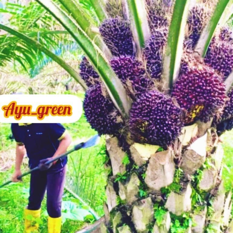 Benih Kecambah kelapa sawit DxP COSTARIKA