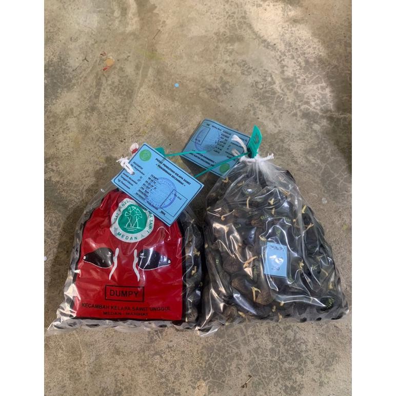 benih polong kecambah sawit ppks dumpy