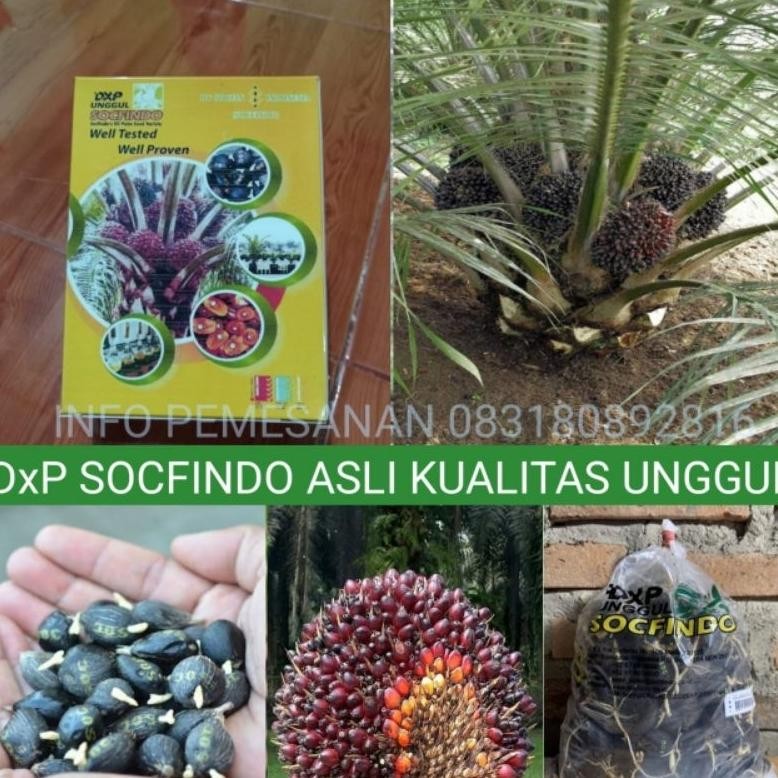 BIBIT SAWIT SOCFINDO ASLI KUALITAS TERBAIK DAN BERSERTIFIKAT